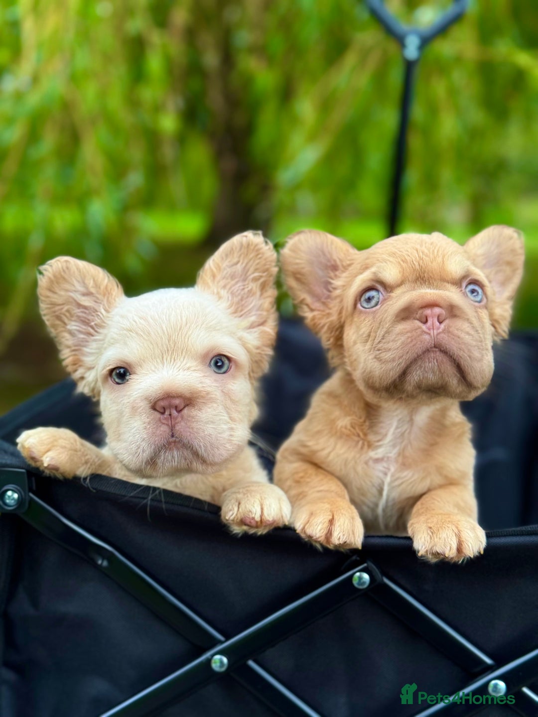 French Bulldog dogs for sale: Visual Fluffy New Shade Frenchies 💎  - Advert 38