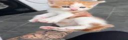 Mixed Breed cats for sale:  Beautiful Playful Kittens Ready for reservations  - Advert 5