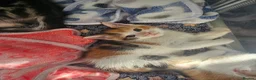 Mixed Breed cats for sale: Three tabby kittens  - Advert 3