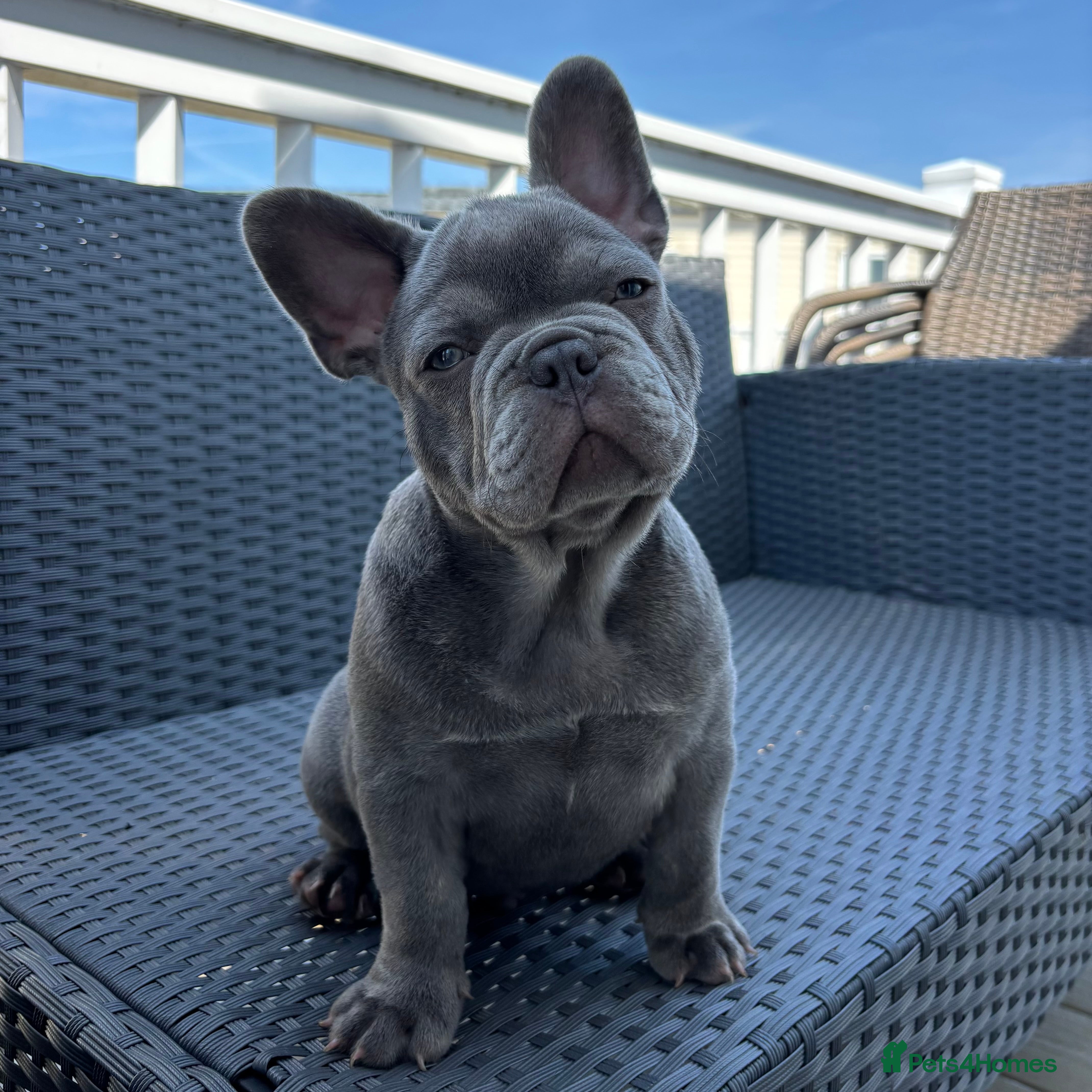 French Bulldog dogs FRENCH BULLDOG PUPPIES (KC REGISTERED) - Advert 1