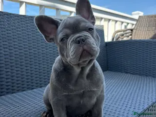 French Bulldog dogs FRENCH BULLDOG PUPPIES (KC REGISTERED) - Advert 1