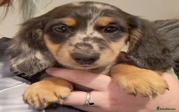 Miniature Dachshund dogs for sale: Just a boy longer coated, healthy Mini Dachshund - Image 5