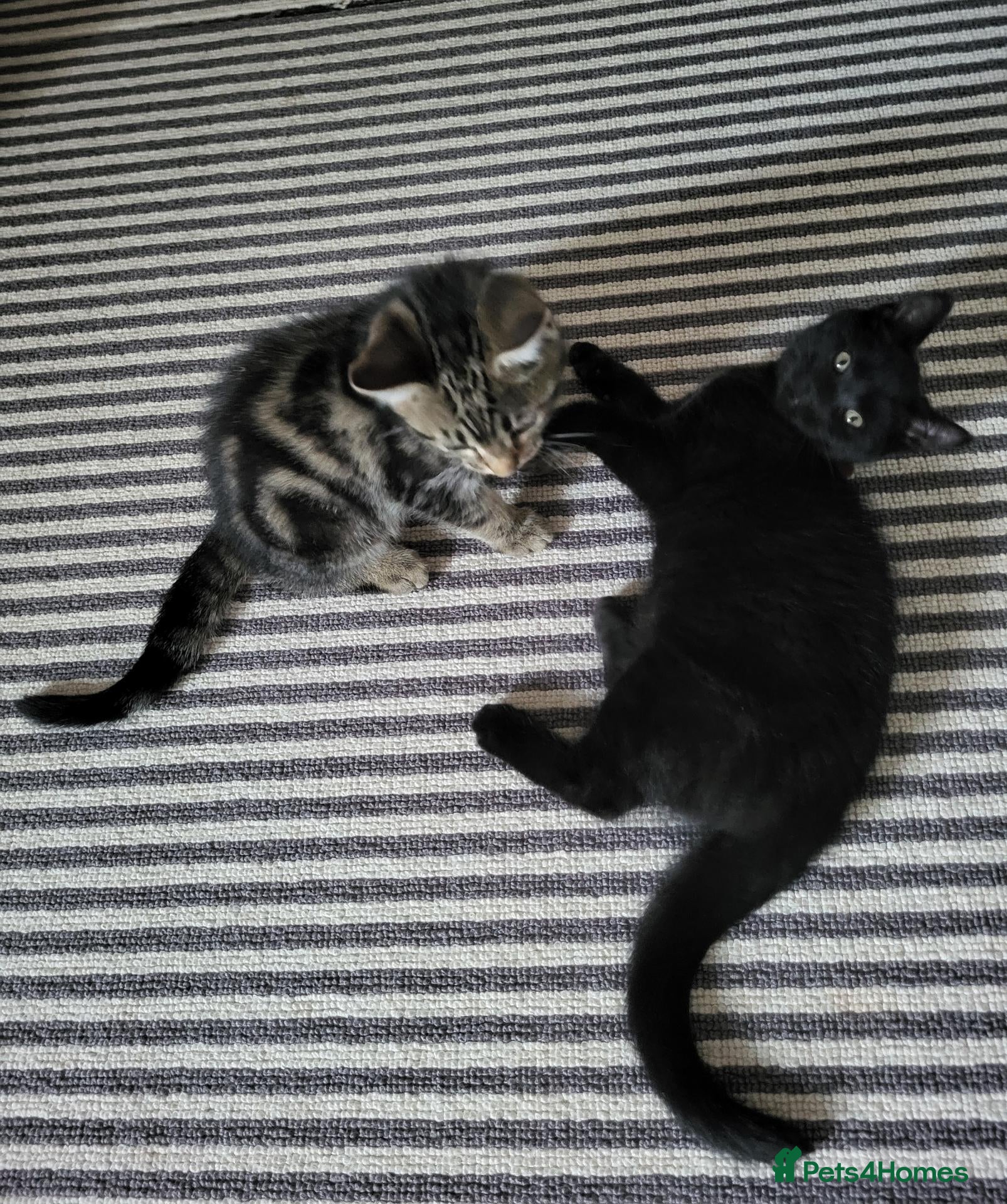 Maine Coon cats 2  Maine Coon X kittens left - Advert 15