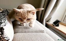 British Shorthair cats for sale: Our wonderful boy, Ferguson for sale  - Advert 25