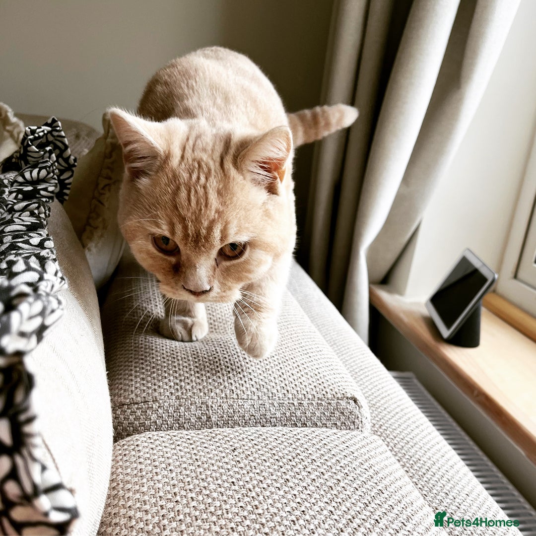 British Shorthair cats for sale: Our wonderful boy, Ferguson for sale  - Advert 25