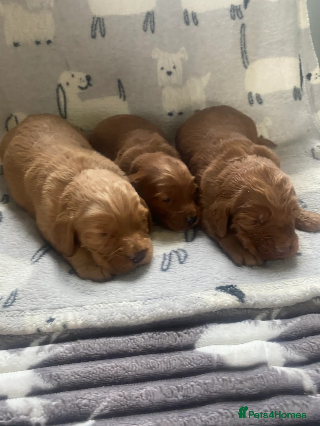 Cockapoo dogs for sale: cockapoo puppies f1 - Advert 1