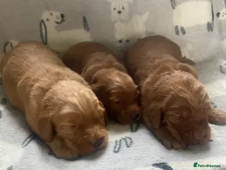 Cockapoo dogs cockapoo puppies f1 - Advert 5