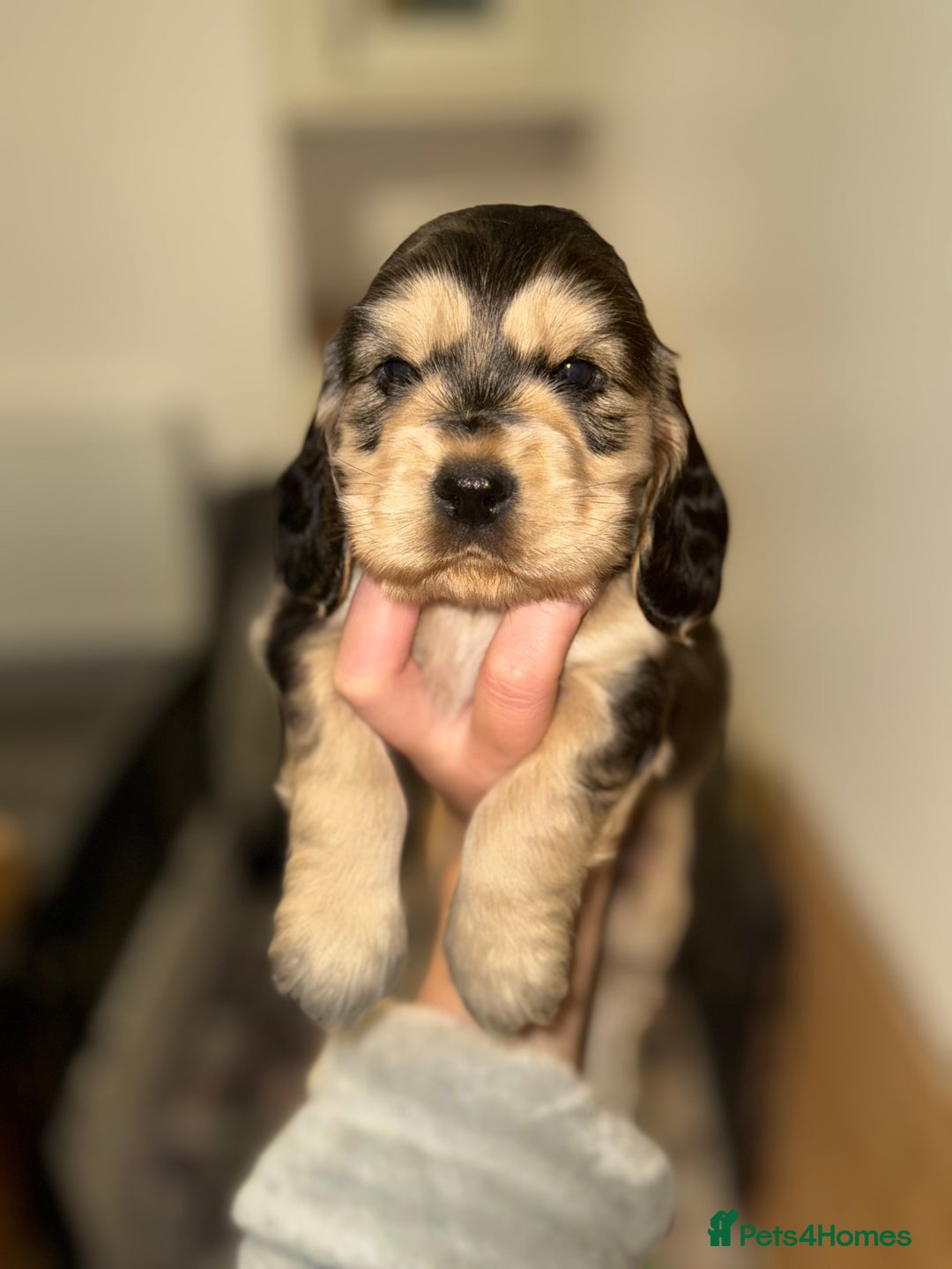 Cocker Spaniel dogs for sale: Last stunning KC show cocker - Advert 16