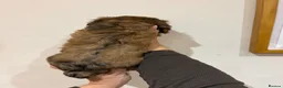 Dachshund dogs for sale: Long Haired Dachshund 🐾  - Advert 13