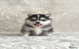 Pomsky dogs for sale: perfect husky markings Pomsky puppies for sale - Image 7