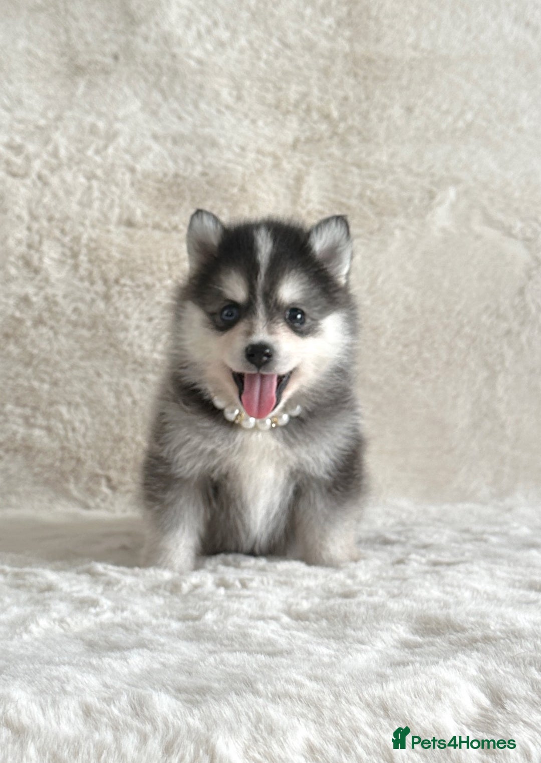 Pomsky dogs for sale: perfect husky markings Pomsky puppies for sale - Image 7