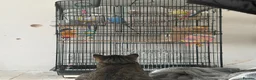 Budgerigars birds for sale: Budgies For A New Home - Advert 4