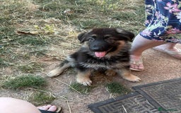 German Shepherd dogs for sale: Ready to leave 2 female health tested gsd - Image 12