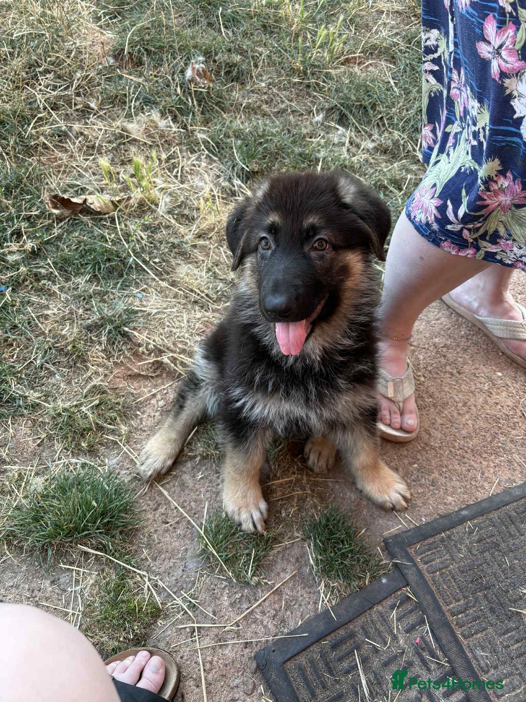 German Shepherd dogs for sale: Ready to leave 2 female health tested gsd - Image 12