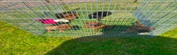 Mixed Breed dogs for sale: Jack russel/Shih Tzu in Carlisle - Advert 6