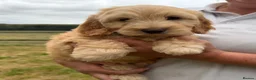 Cockapoo dogs for sale: Stunning F1 Cockapoos looking for 5⭐️ homes!  - Advert 18