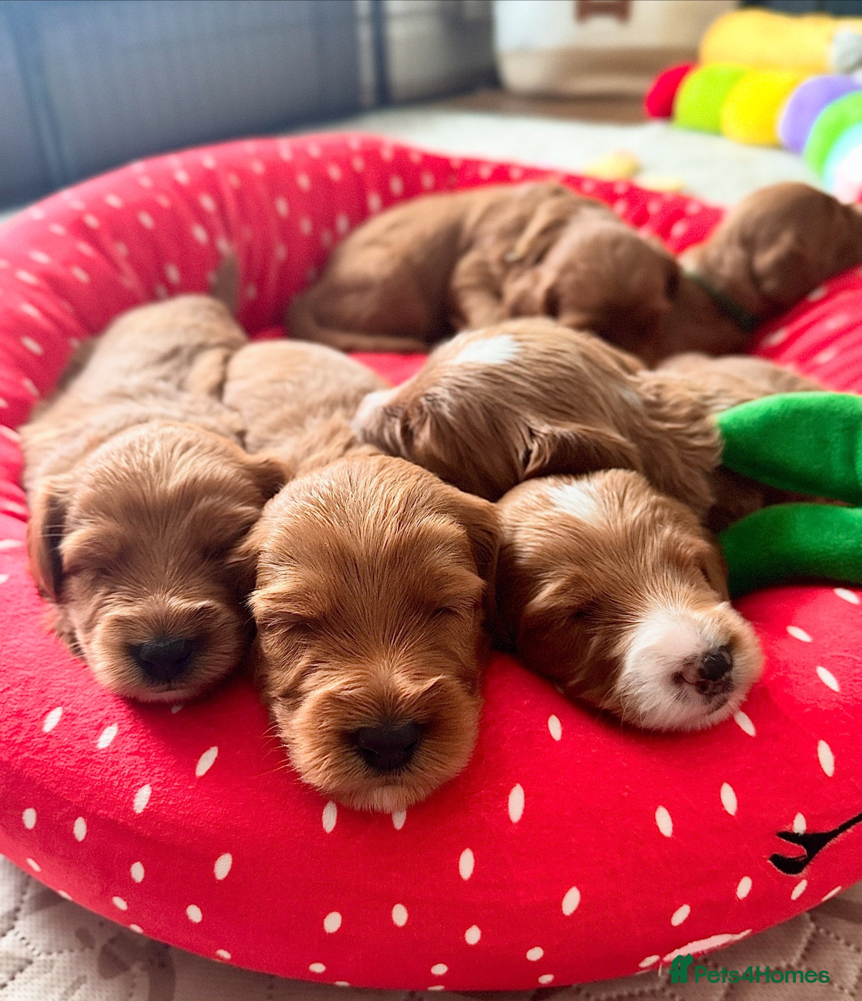 Australian Labradoodle dogs ⭐WALA Australian Labradoodles last puppy 🐶1️⃣ ⭐ - Advert 2