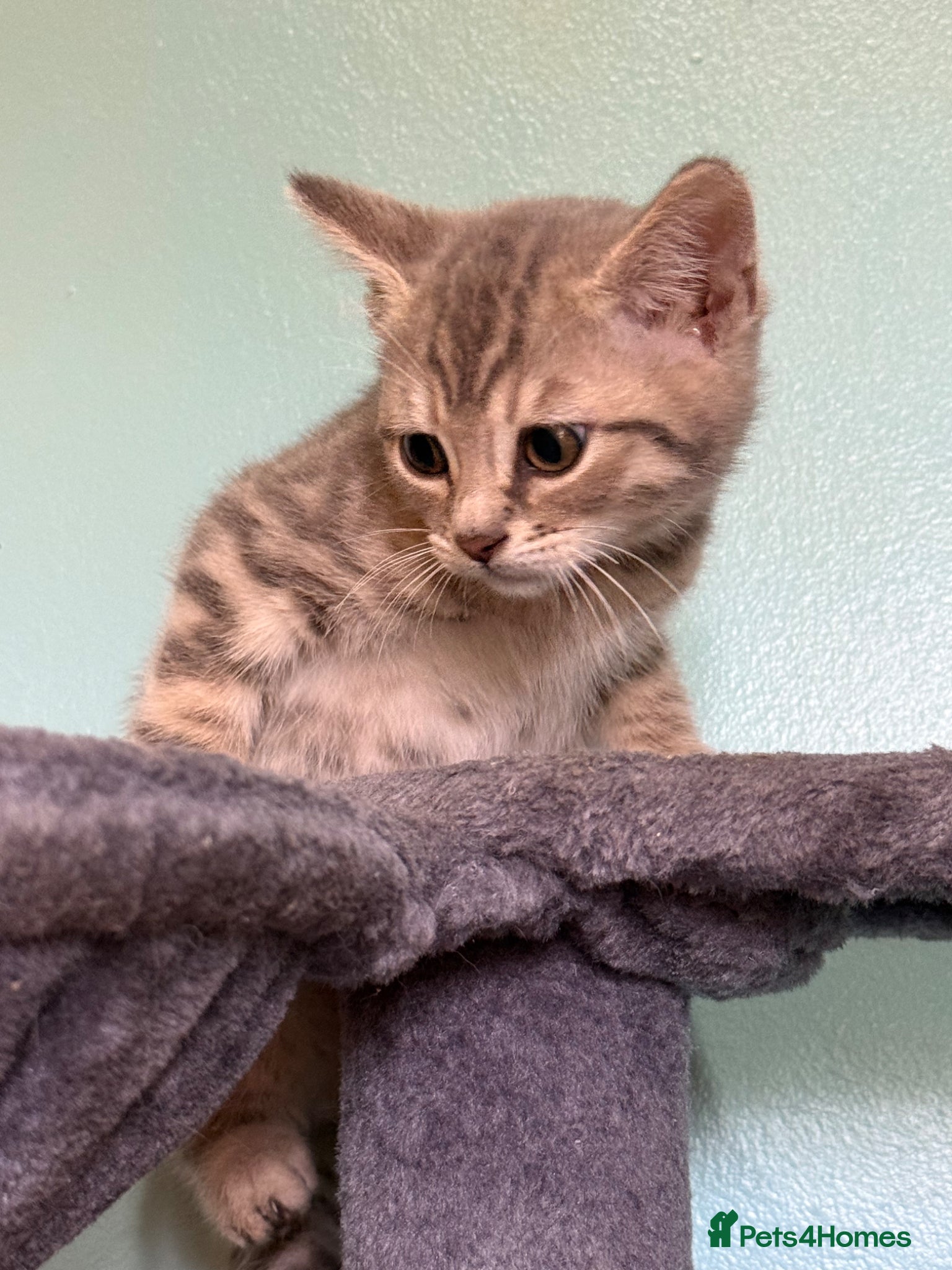 Bengal cats REDUCED Beautiful Blue Bengal Kittens - Advert 2