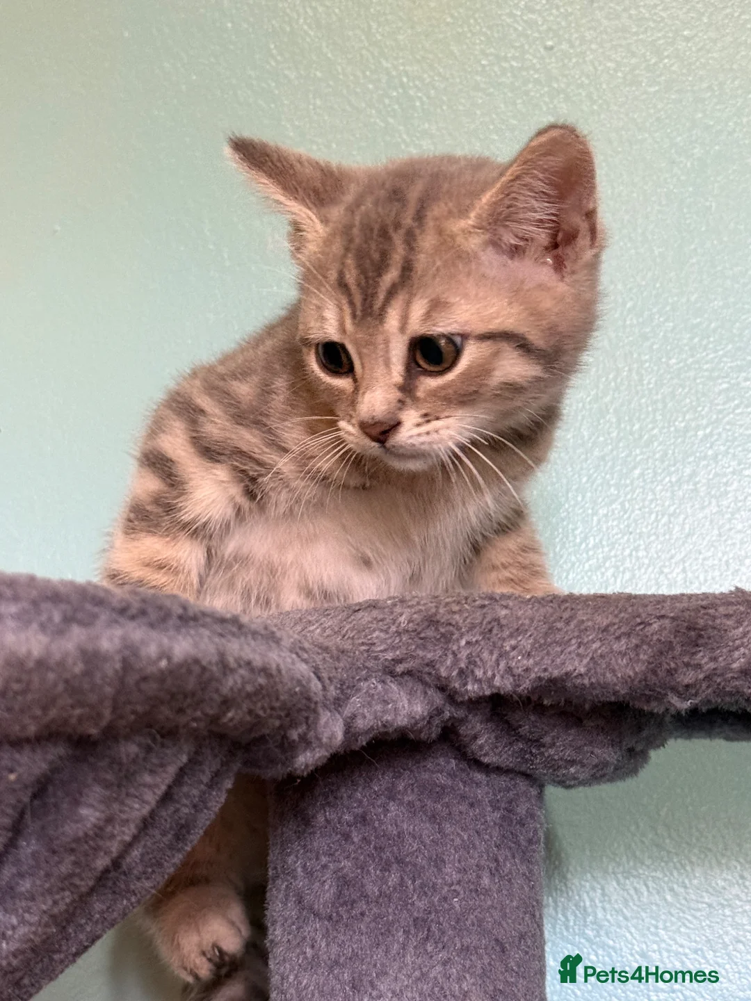 Bengal cats for sale: REDUCED Beautiful Blue Bengal Kittens - Advert 2