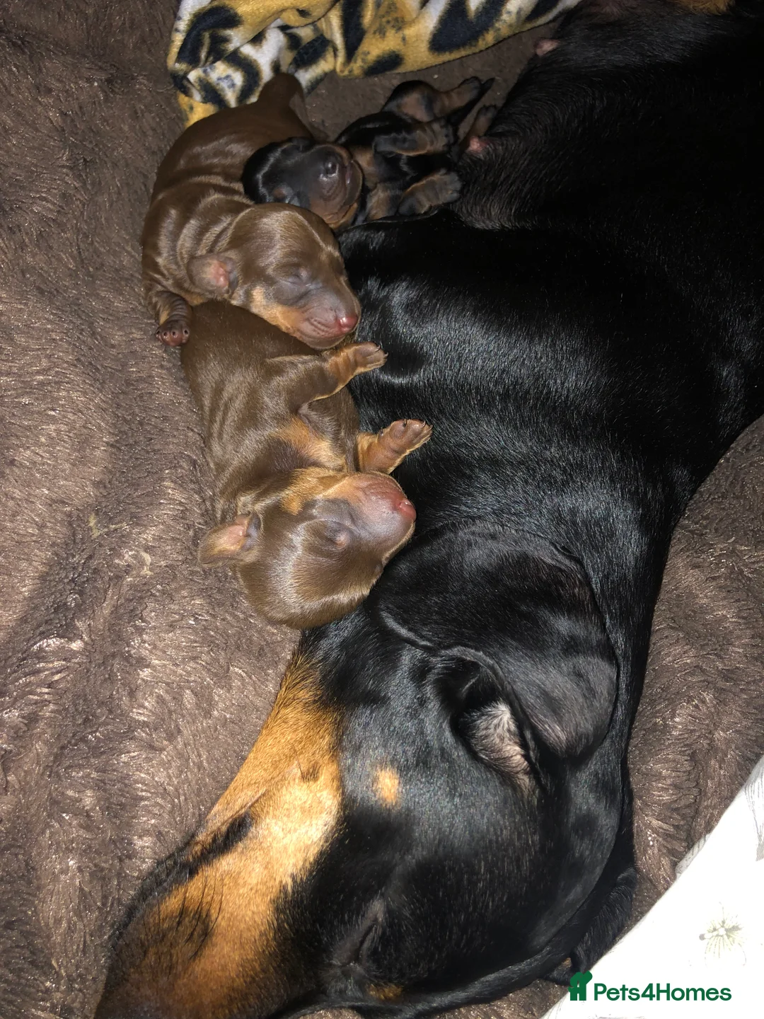 Miniature Dachshund dogs for sale: Beautiful dachshund for sale in Canterbury - Advert 4