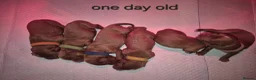 Cavapoo dogs for sale: Beautiful F1 Cavapoo puppies - Advert 21