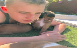 Boxer dogs for sale: Boxer baby girl 💖 - Image 14