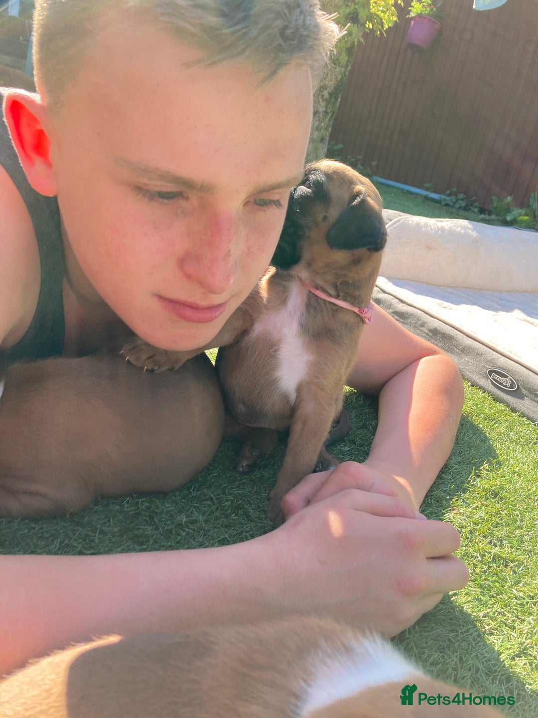 Boxer dogs for sale: Boxer baby girl 💖 - Image 14
