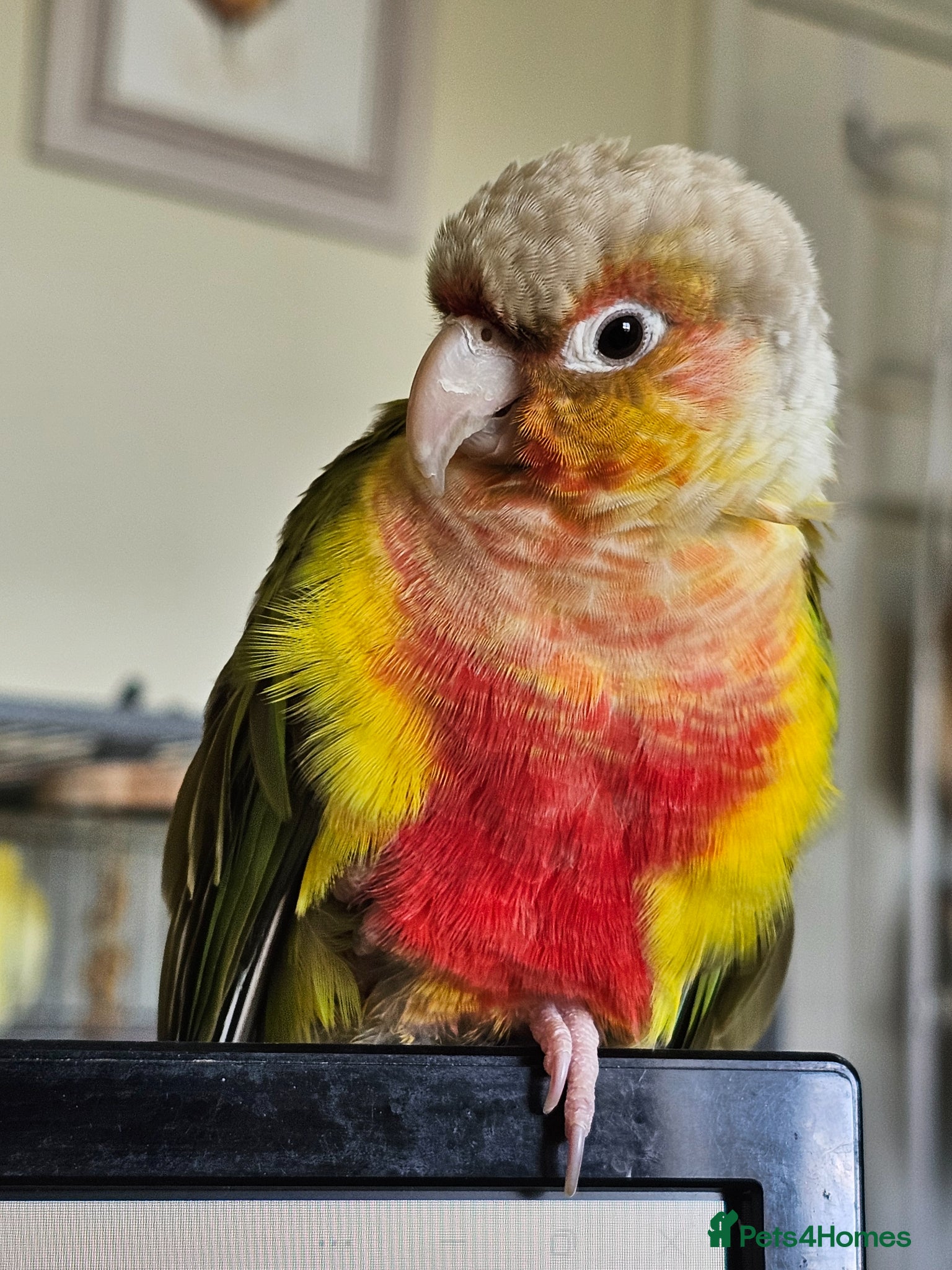 Conures birds Pineapple conure needs experienced new owner - Advert 1