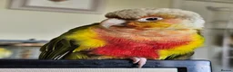 Conures birds for sale: Pineapple conure needs experienced new owner in Loughborough - Advert 1