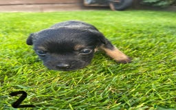 Border Terrier dogs for sale: Border Terrier Puppies  - Image 9