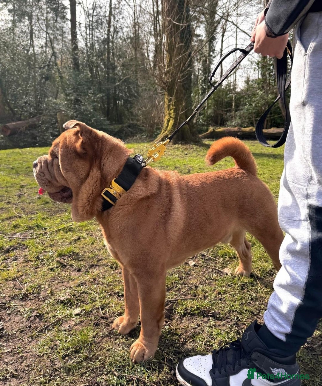 Mixed Breed dogs for sale: Hank  - Image 4