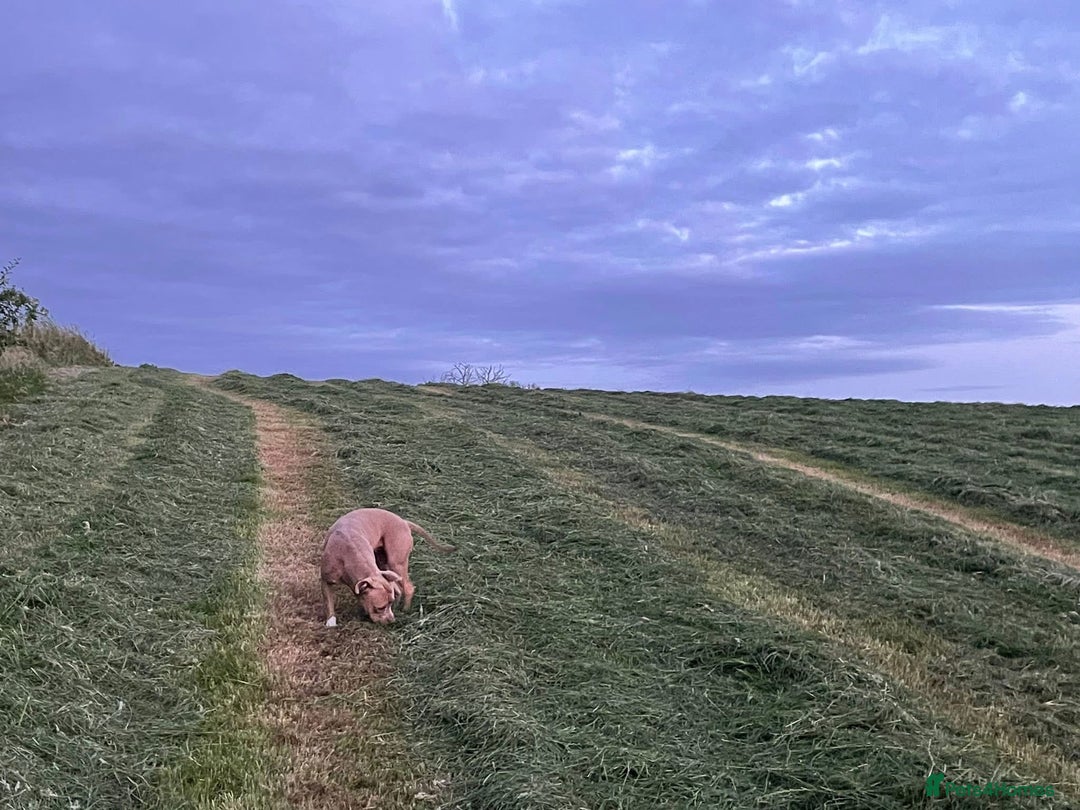 Mixed Breed dogs for sale: Lighting  - Advert 3