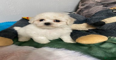 Bichon Frise dogs - Advert 15