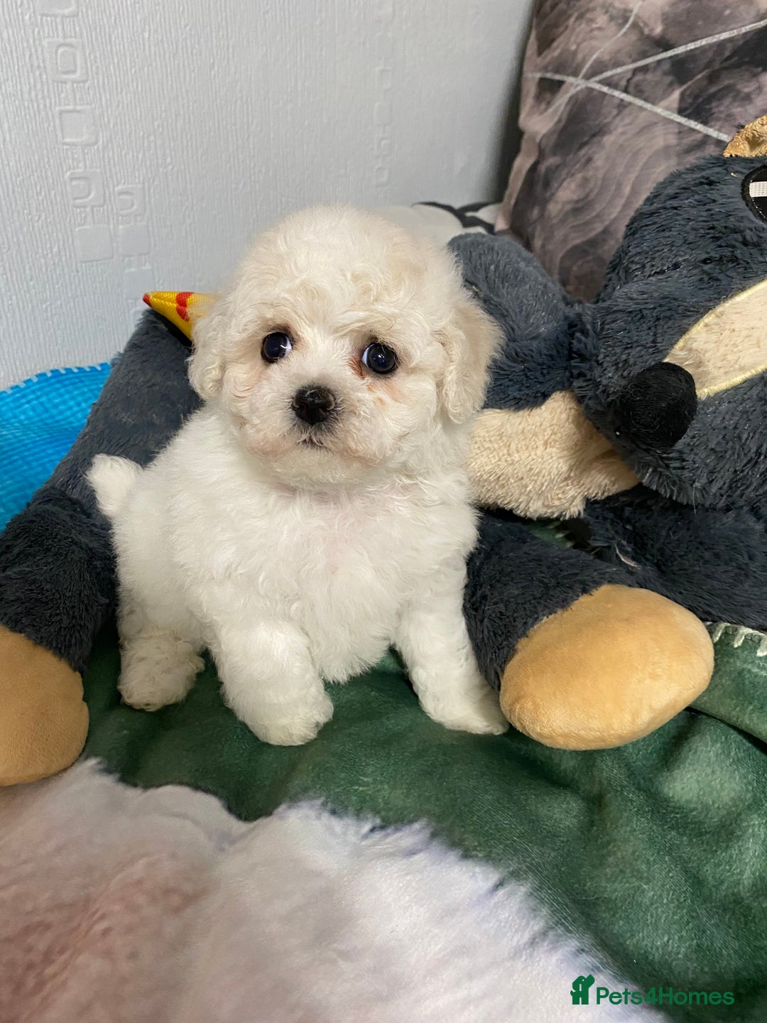 Bichon Frise dogs for sale: Beautiful Bichon Frise Puppies - Image 2