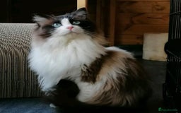 Ragdoll cats for sale: Ragdoll kittens one boy left seal mitted. - Advert 6