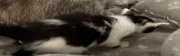 Oriental cats for sale: GCCF registered Oriental kittens  - Advert 13