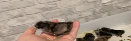 Chickens poultry for sale: Silkie Chicks mixed colours 17 left  in Hebburn - Advert 4