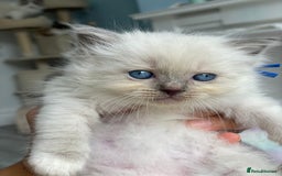Ragdoll cats for sale: Irresistable Blue Mitted Ragdoll Kittens🙀😻🙀 - Image 34
