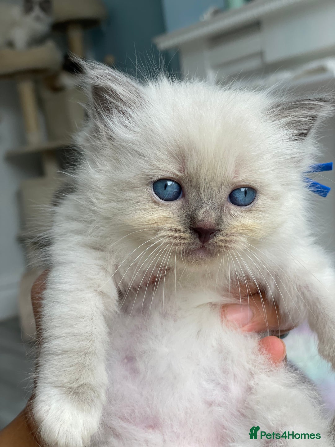 Ragdoll cats for sale: Irresistable Blue Mitted Ragdoll Kittens🙀😻🙀 - Image 34
