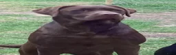 Labrador Retriever dogs for sale: Chocolate labrador retrievers  - Advert 3