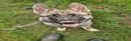 German Shepherd dogs for sale: Working line german shepherd puppies - Advert 28
