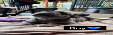 French Bulldog 2