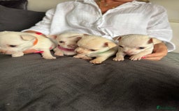 Chihuahua dogs for sale: 🐶 tiny chihuahua pups - Image 2