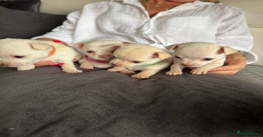 Chihuahua dogs - Advert 16