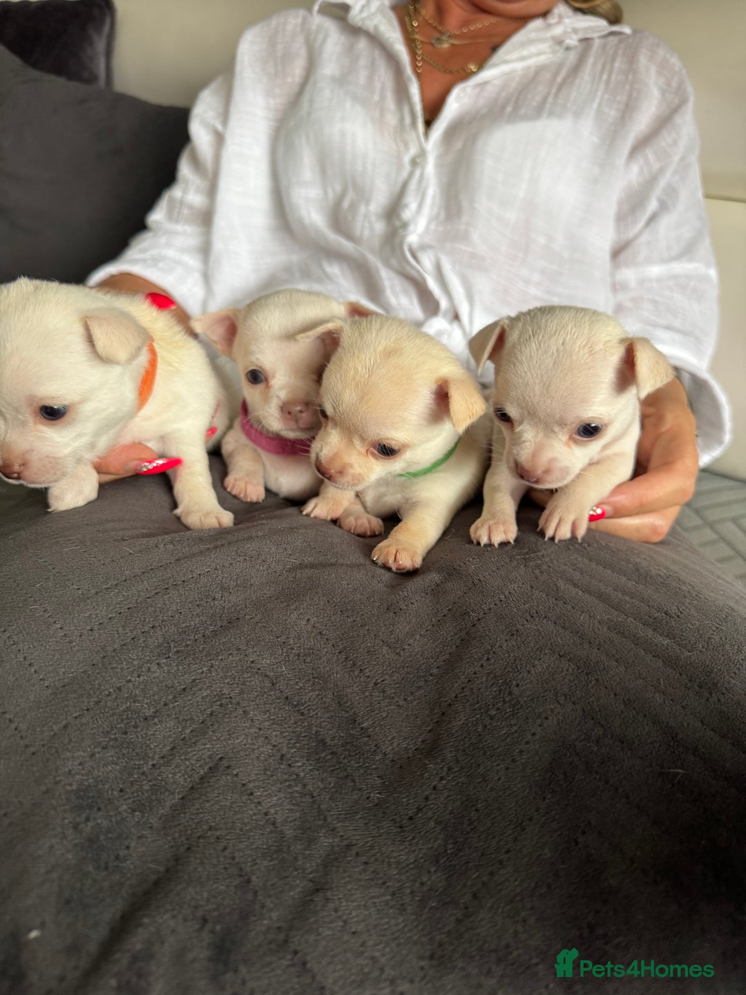 Chihuahua dogs for sale: 🐶 tiny chihuahua pups - Image 2