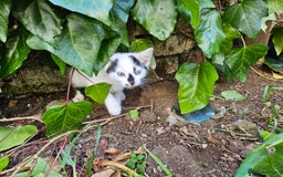 British Shorthair cats for sale: Kittens in Northampton - Image 10