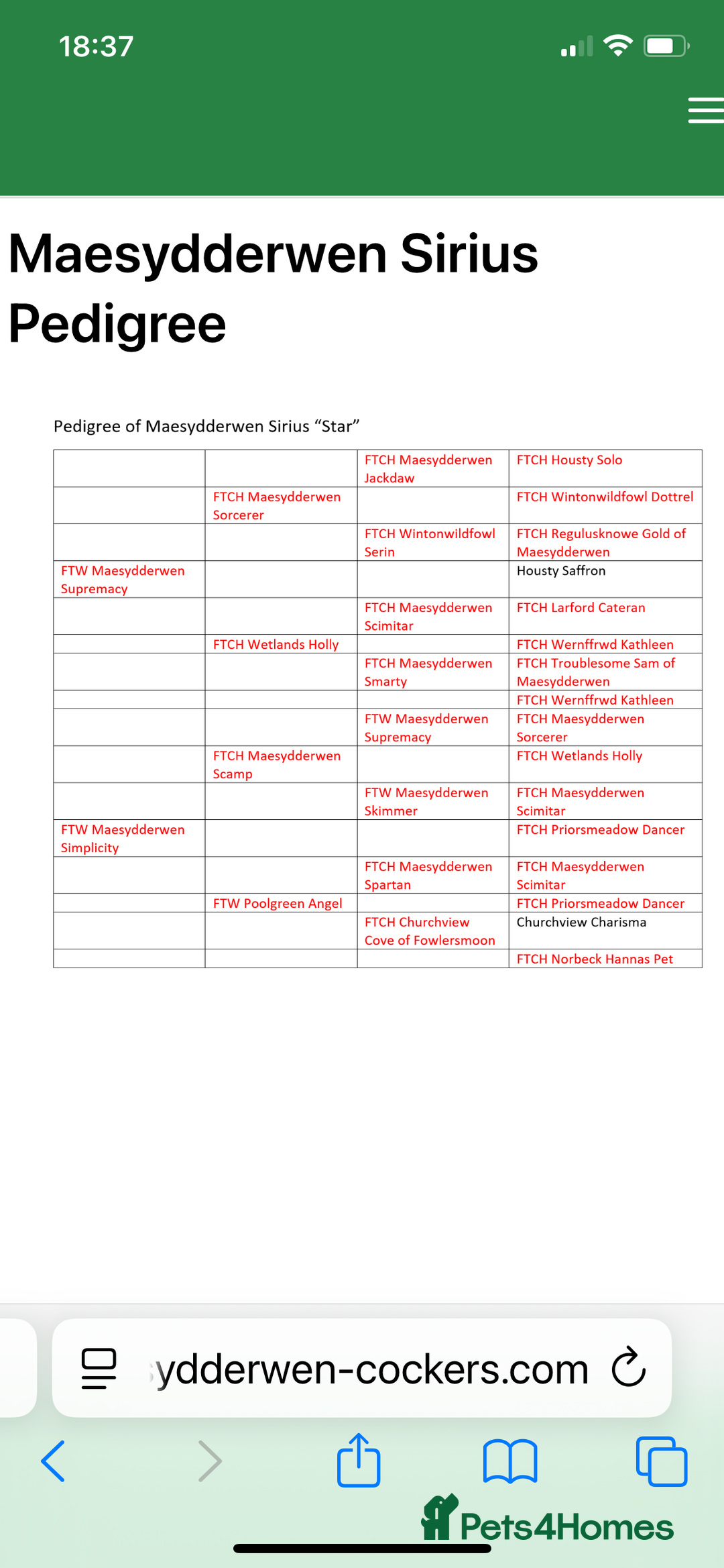 Cocker Spaniel dogs for sale: Cocker Spaniel  - Advert 16