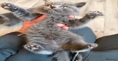 British Shorthair cats - Advert 4
