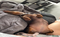 Miniature Dachshund dogs for sale: Chocolate Brown Miniature Dachshund 3 Years Old   - Advert 3