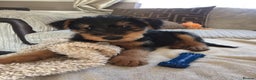 Airedale Terrier dogs for stud: Proven KC Airedale Stud  in Oldham - Advert 4